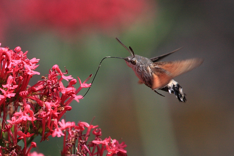 Macroglossum stellatarum (Hummingbird_Hawkmoth).JPG